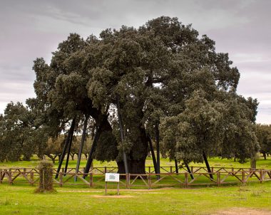 Encina La Terrona