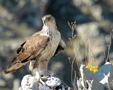 Águila Perdicera