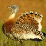 Avistamiento de aves en cáceres