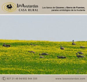 Avutardas en Sierra de Fuentes y Cáceres